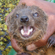 Illustration for article titled Madagascar swamp creature is the first carnivorous mammal discovered in 24 years